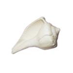 Shankh For Puja