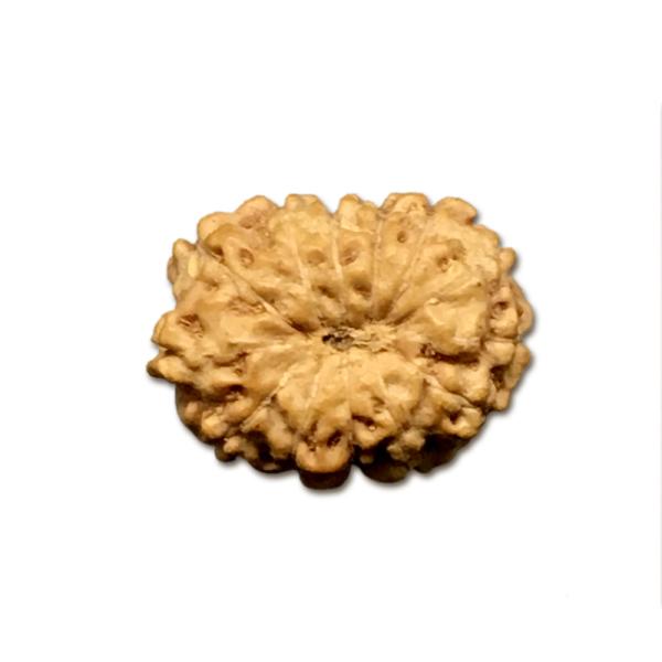 13 Mukhi Indonesian Rudraksha Big