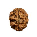 2 Mukhi Nepal Rudraksha Small