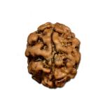 2 Mukhi Nepal Rudraksha Small(Size- 14mm-16mm )