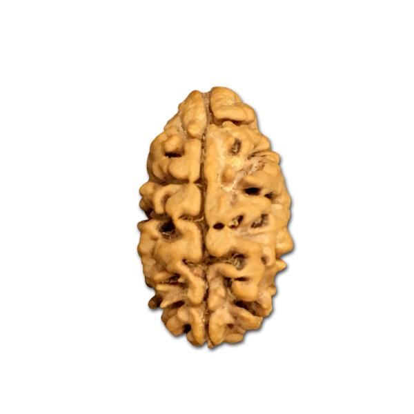 2 Mukhi Nepal Rudraksha Collector