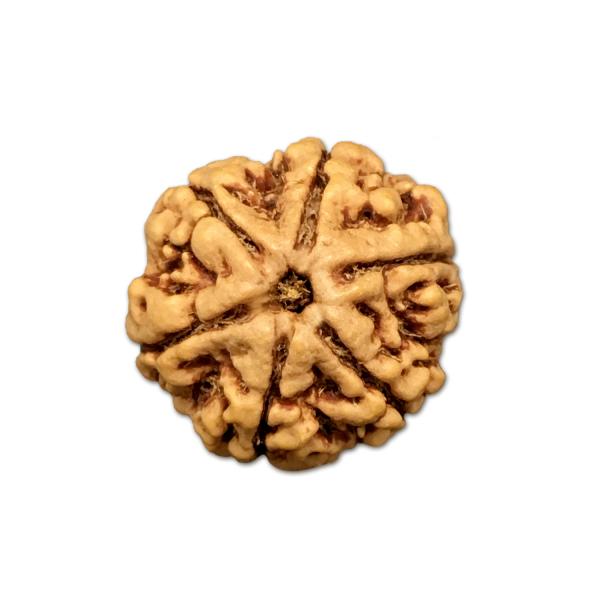 6 Mukhi Nepal Rudraksha Small