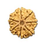 7 Mukhi Nepal Rudraksha Medium(21mm-22mm)