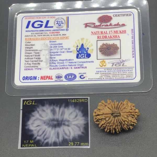 17 Mukhi Nepal Rudraksha Seventeen Face 29.77mm 4.28 Gms
