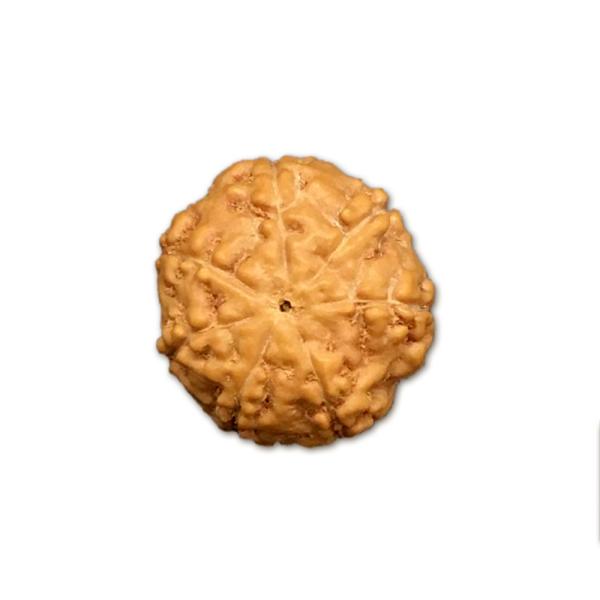 7 Mukhi Indonesian Rudraksha Medium